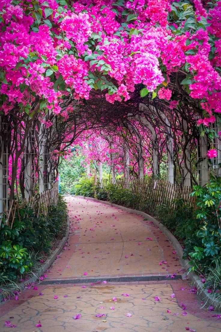 Sunset Serenade Vibrant Petals Mix